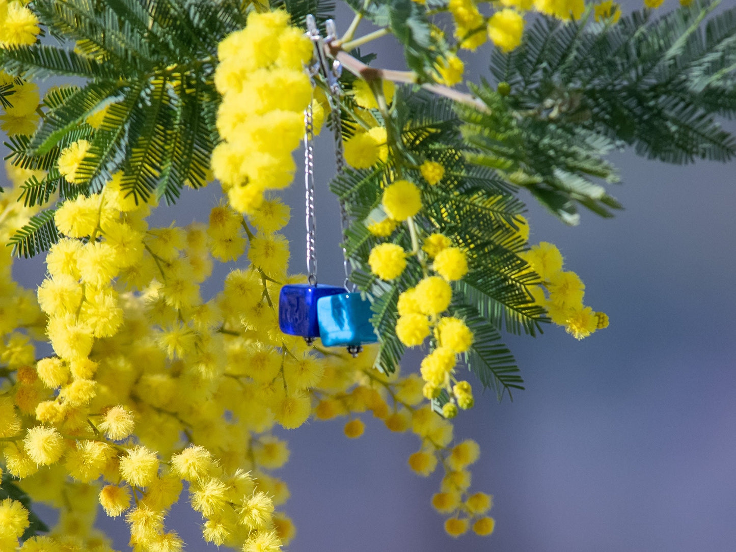 Blue Murano earrings on yellow mimosa background